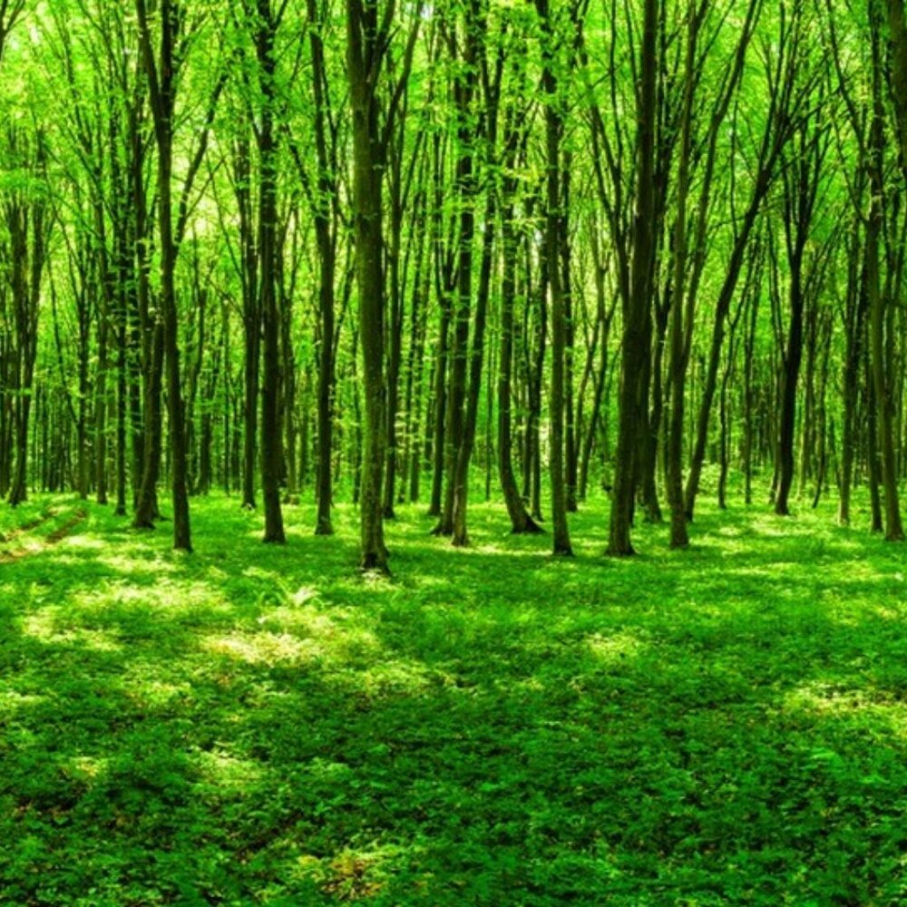 Trees